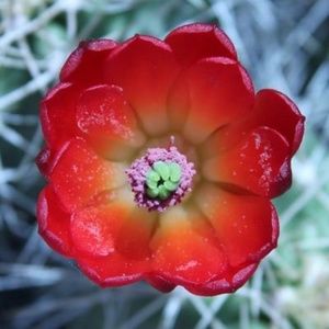 Meet your Posher, Rosana